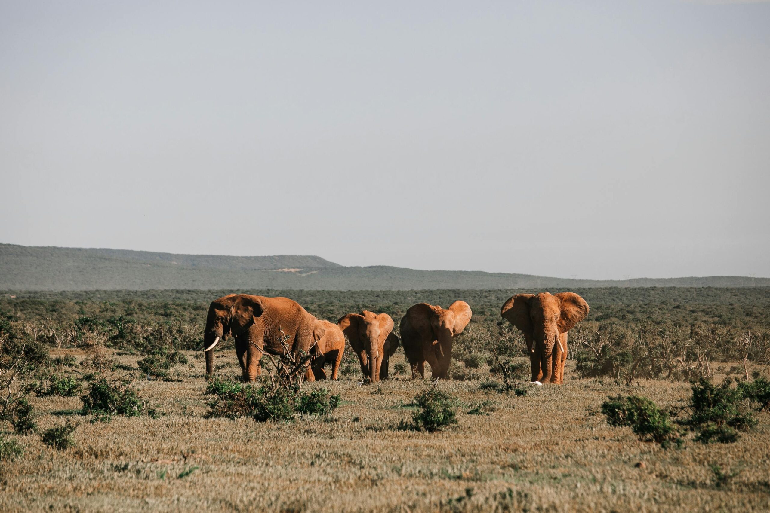 A large herd of elephants in Amboseli