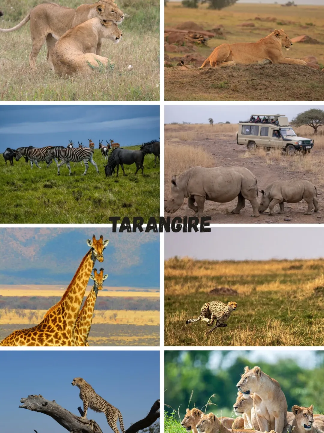Elephants in Tarangire