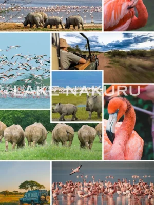 Lake Nakuru rhino and flamingo safari